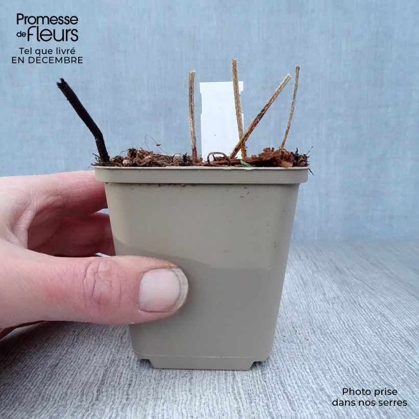 Crambe cordifolia Vasetto da 8/9 cm esemplare consegnato in inverno