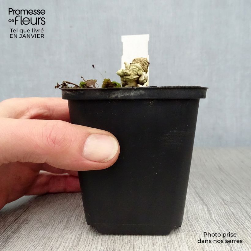 Crambe maritima - Cavolo marino Vasetto da 8/9 cm esemplare consegnato in inverno