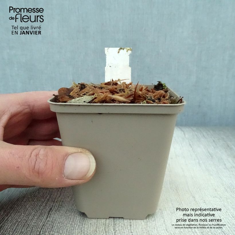 Crambe orientalis Morning Snow Vasetto da 8/9 cm esemplare consegnato in inverno