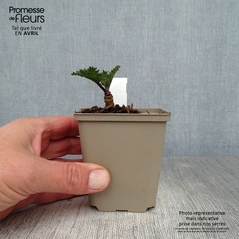 Crambe orientalis Morning Snow Vasetto da 8/9 cm esemplare consegnato in primavera