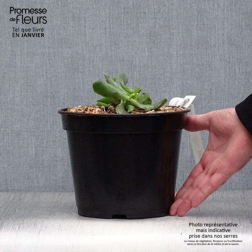 Crassula arborescens Curly Grey Vaso da 3L/4L esemplare consegnato in inverno