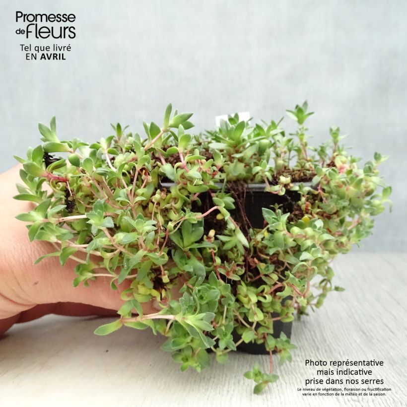 Crassula exilis subsp. sedifolia Vasetto da 8/9 cm esemplare consegnato in primavera