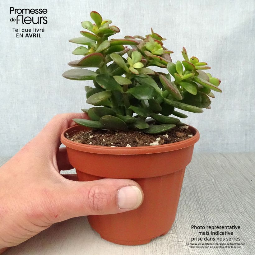 Crassula ovata Minor Vaso da 1,5L/2L esemplare consegnato in primavera