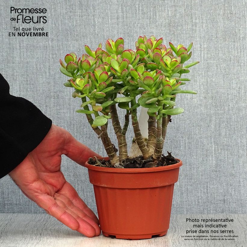 Esemplare di Crassula ovata Minor Vaso da 1,5L/2L come consegnato in autunno