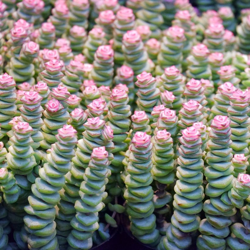 Crassula rupestris subsp. marnieriana (Fogliame)