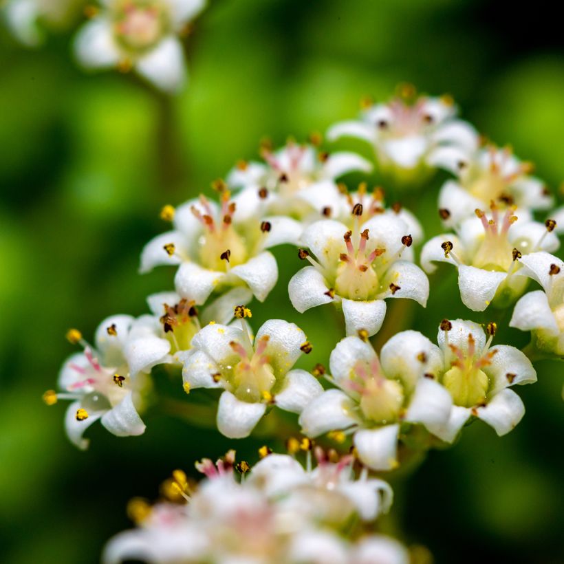 Crassula rupestris subsp. marnieriana (Fioritura)