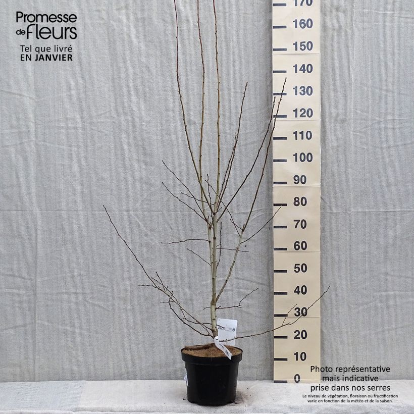 Crataegus grignonensis Vaso da 7,5L/10L esemplare consegnato in inverno