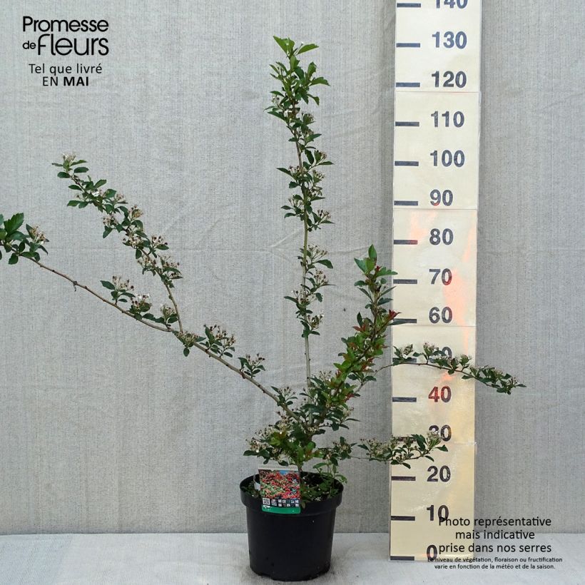 Crataegus grignonensis Vaso da 7,5L/10L esemplare consegnato in primavera