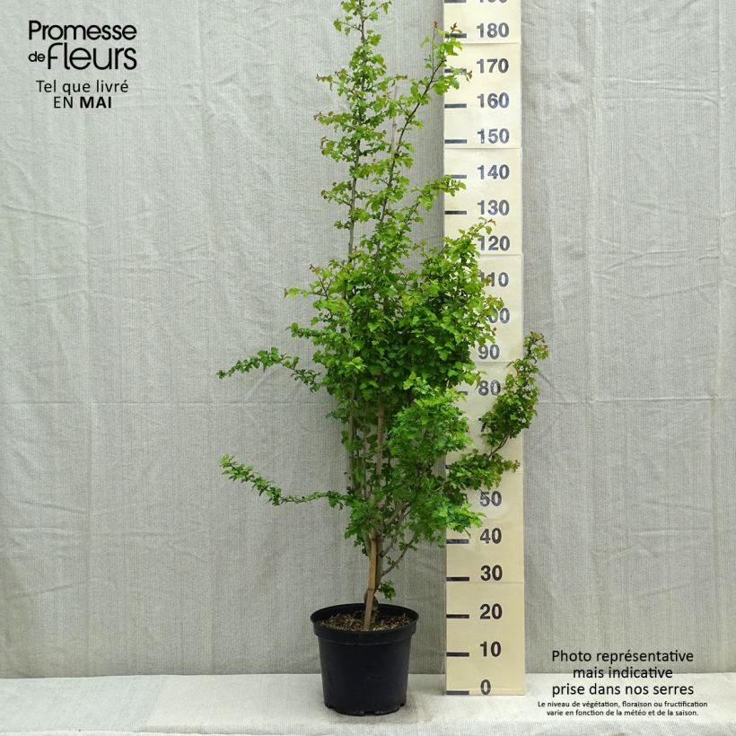 Crataegus laevigata Rosea Flore Pleno Vaso da 7,5L/10L esemplare consegnato in primavera