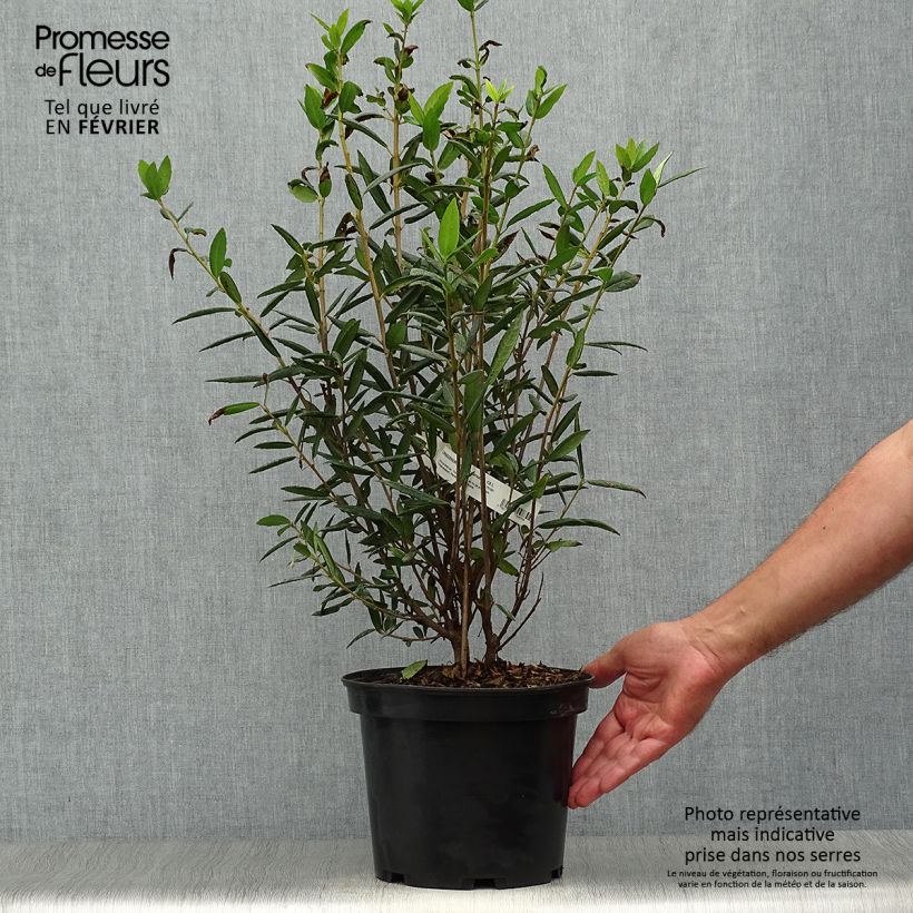 Esemplare di Crinodendron hookerianum Vaso da 4L/5L come consegnato in autunno