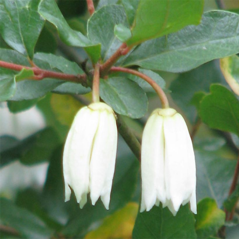 Crinodendron patagua (Fioritura)