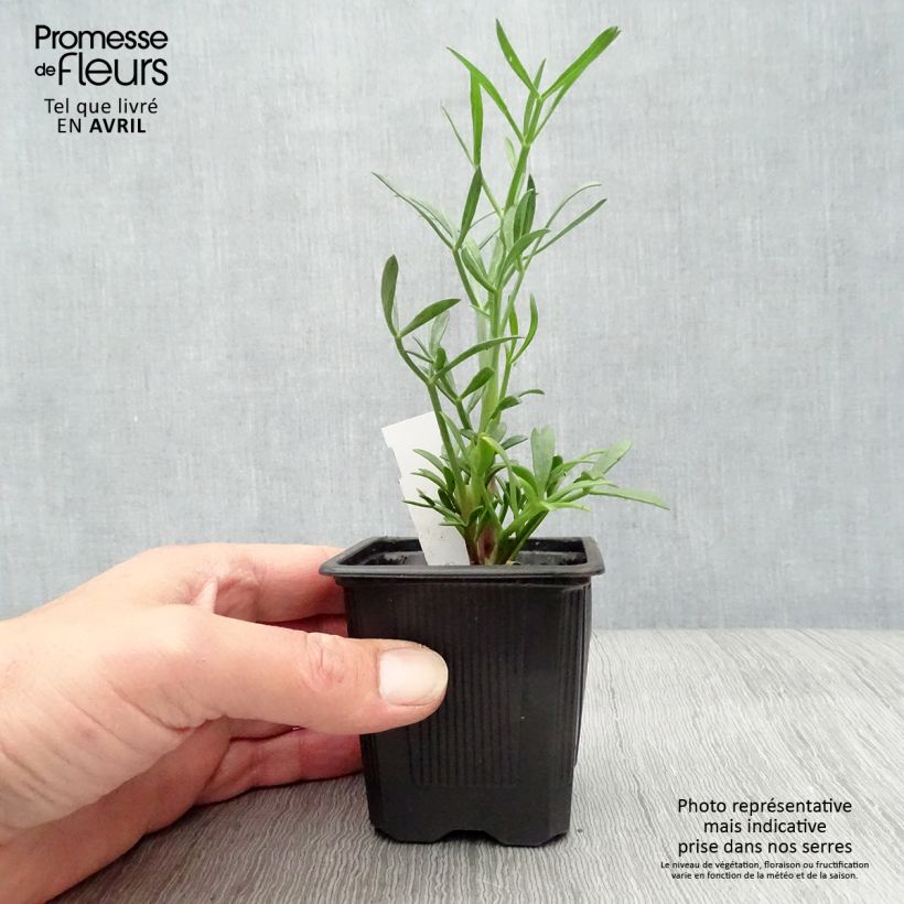 Crithmum maritimum - Finocchio marino Vasetto da 8/9 cm esemplare consegnato in primavera