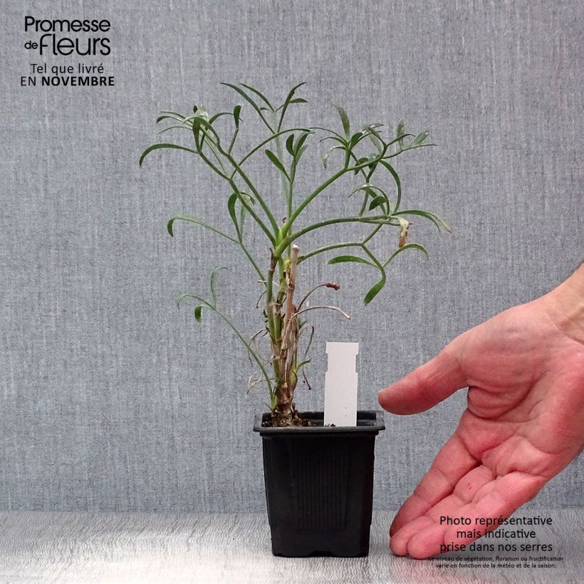 Esemplare di Crithmum maritimum - Finocchio marino Vasetto da 8/9 cm come consegnato in autunno