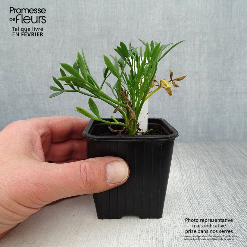 Crithmum maritimum - Finocchio marino Vasetto da 8/9 cm esemplare consegnato in inverno