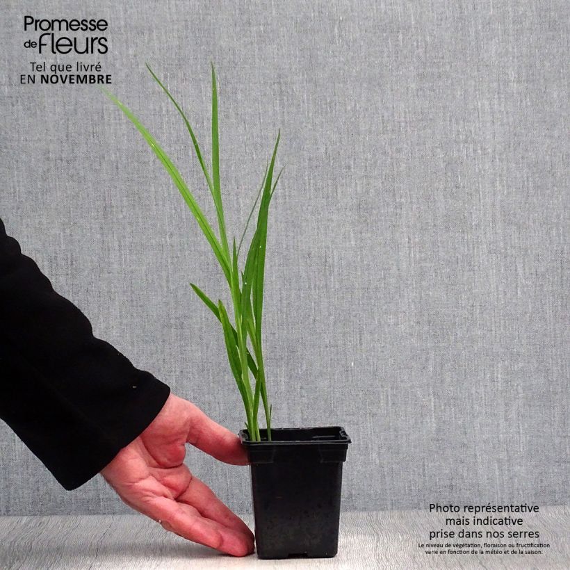 Esemplare di Crocosmia crocosmiiflora Carmine Brillant Vasetto da 7/8 cm come consegnato in autunno