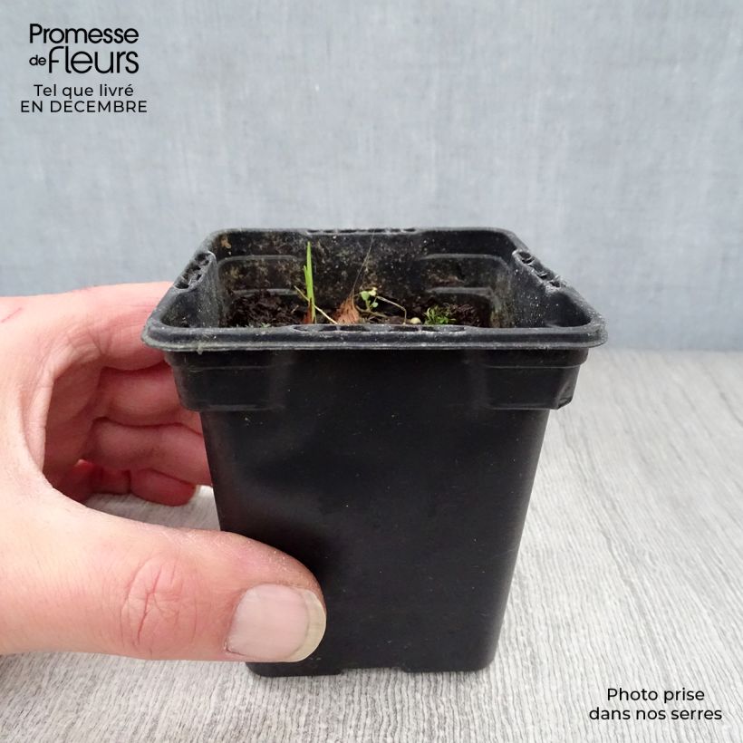 Crocosmia crocosmiiflora Carmine Brillant Vasetto da 7/8 cm esemplare consegnato in inverno