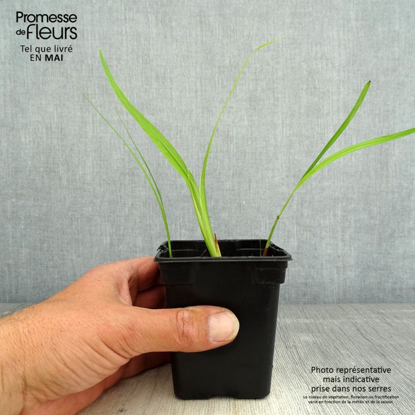 Crocosmia crocosmiiflora George Davison Vasetto da 7/8 cm esemplare consegnato in primavera