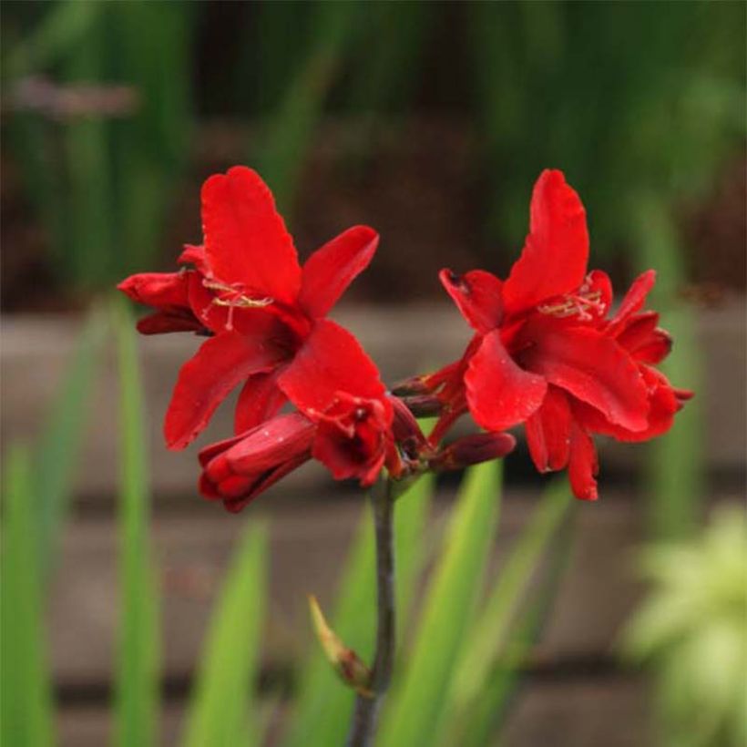 Crocosmia Hellfire (Fioritura)