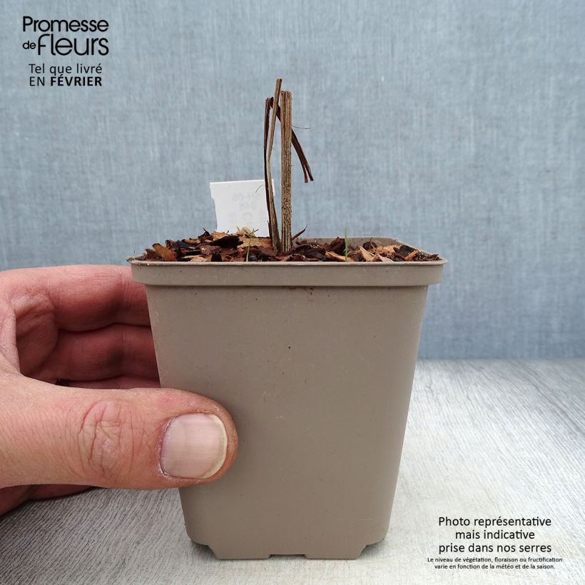 Crocosmia Hellfire Vasetto da 8/9 cm esemplare consegnato in inverno