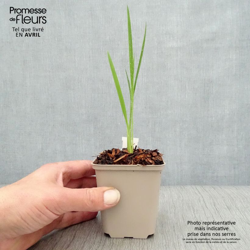 Crocosmia Hellfire Vasetto da 8/9 cm esemplare consegnato in primavera