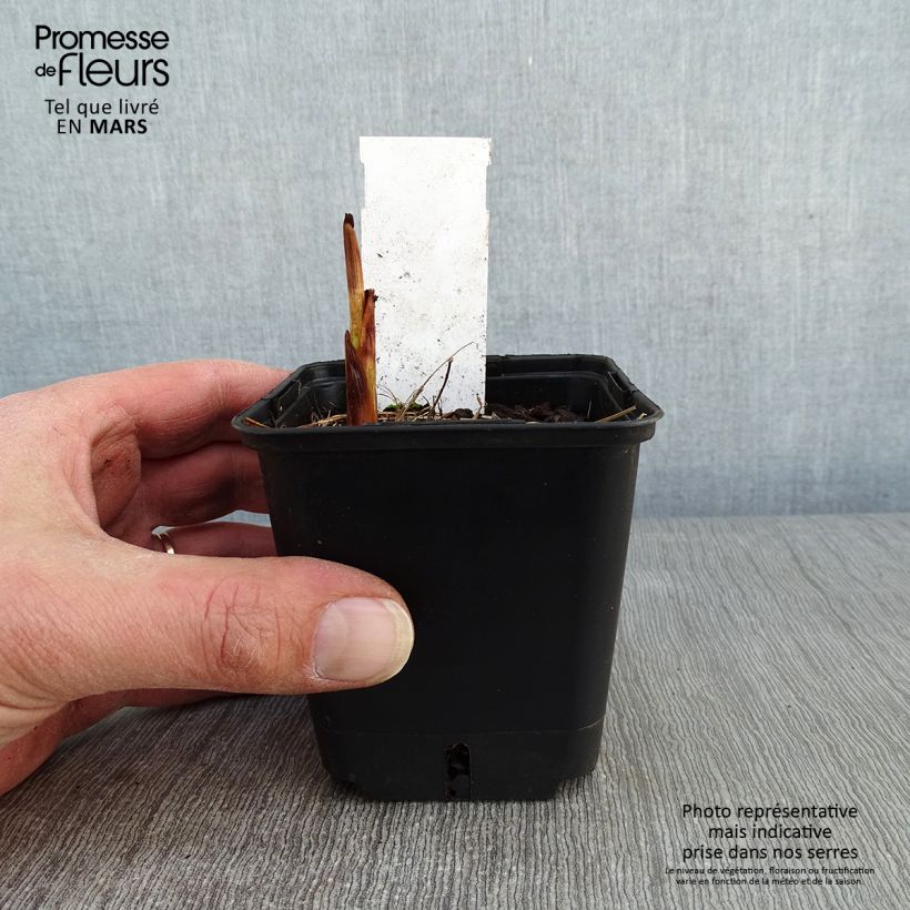 Crocosmia masoniorum Lucifer Vasetto da 8/9 cm esemplare consegnato in inverno