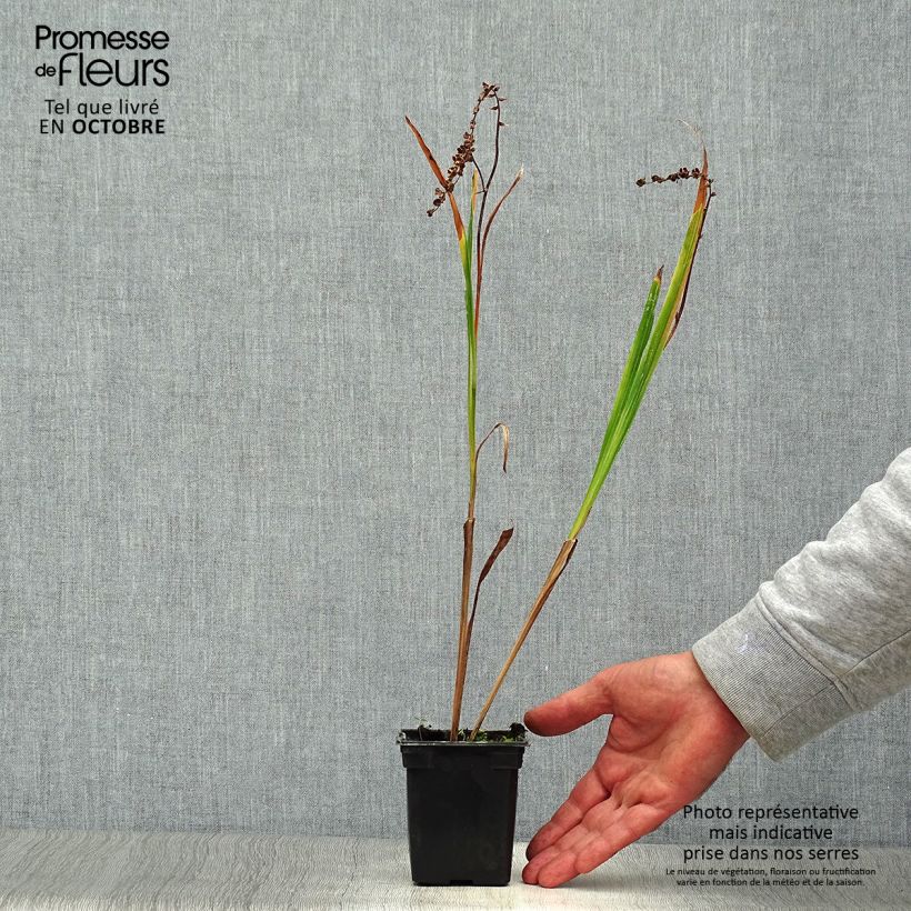 Esemplare di Crocosmia crocosmiiflora Météore Vasetto da 7/8 cm come consegnato in autunno