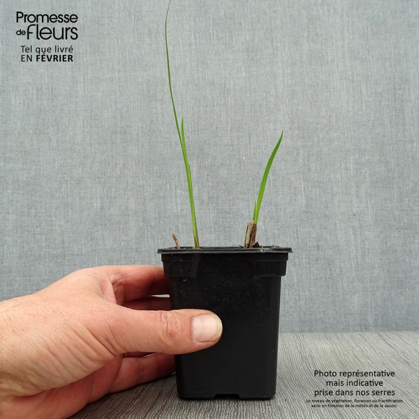 Crocosmia crocosmiiflora Météore Vasetto da 7/8 cm esemplare consegnato in inverno