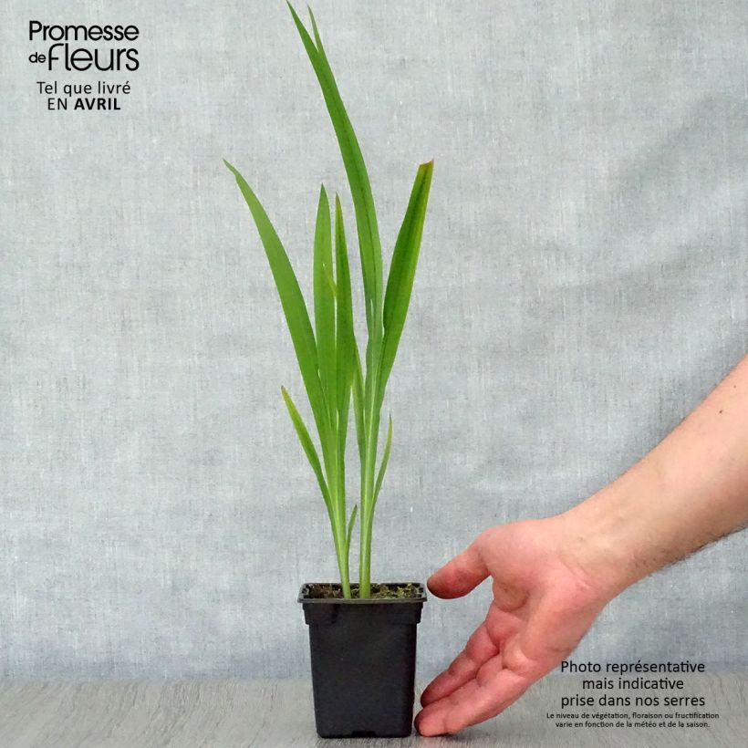 Crocosmia crocosmiiflora Météore Vasetto da 7/8 cm esemplare consegnato in primavera