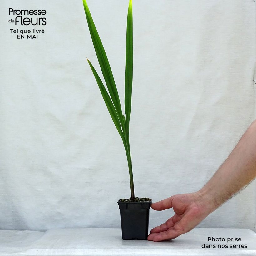 Crocosmia crocosmiiflora Mistral Vasetto da 7/8 cm esemplare consegnato in primavera