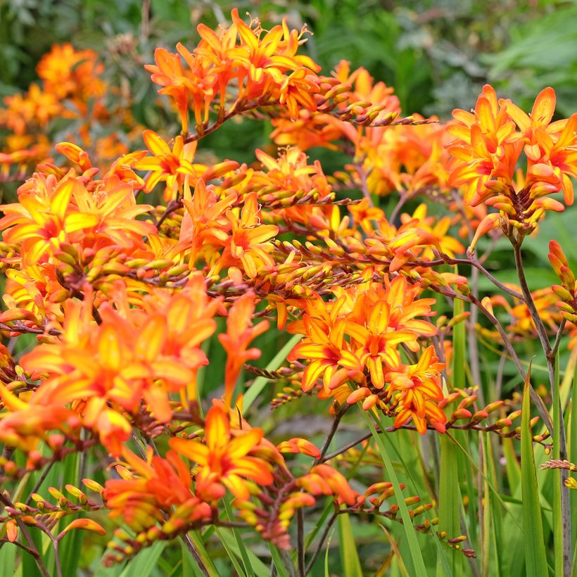 Crocosmia Firestarter - Montbretia (Porto)