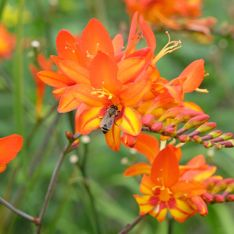 Crocosmia Scorchio - Montbretia (Fioritura)