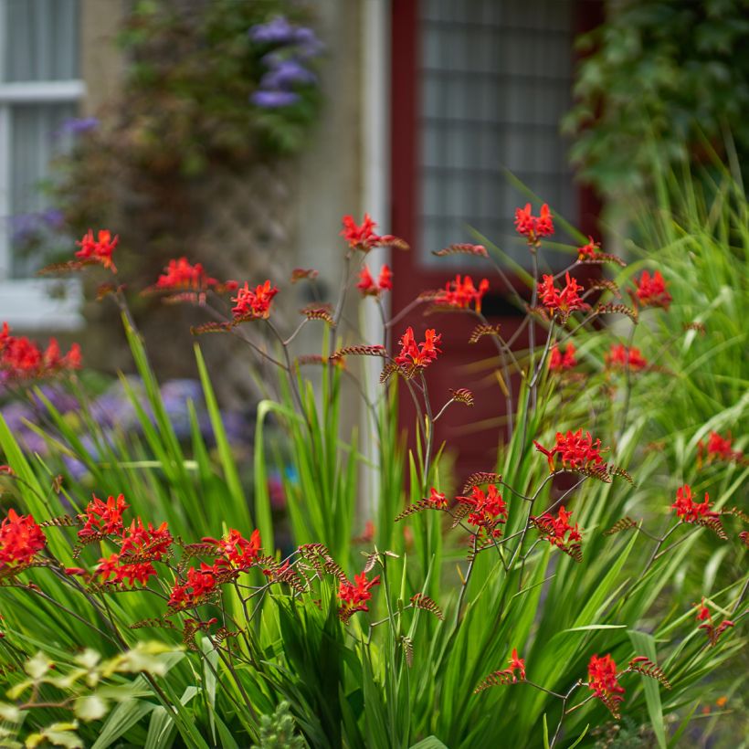 Crocosmia masoniorum Lucifer (Porto)