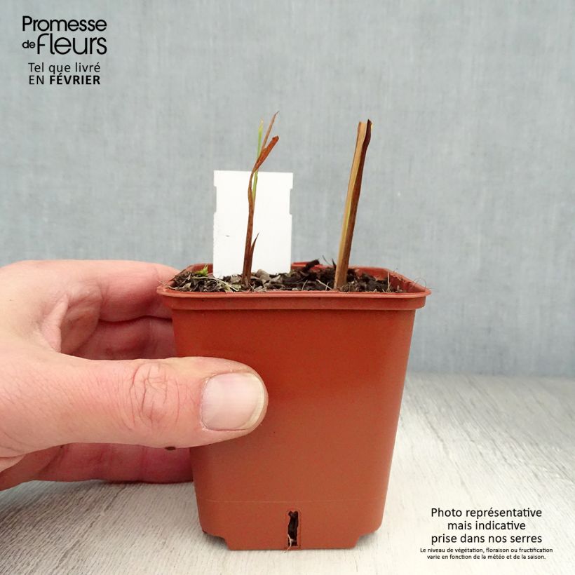 Crocosmia Paul’s Best Yellow Vasetto da 8/9 cm esemplare consegnato in inverno