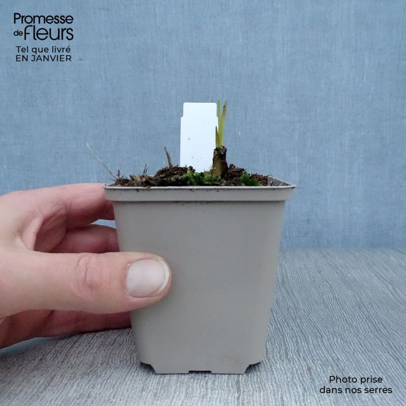 Crocosmia Saracen Vasetto da 8/9 cm esemplare consegnato in inverno