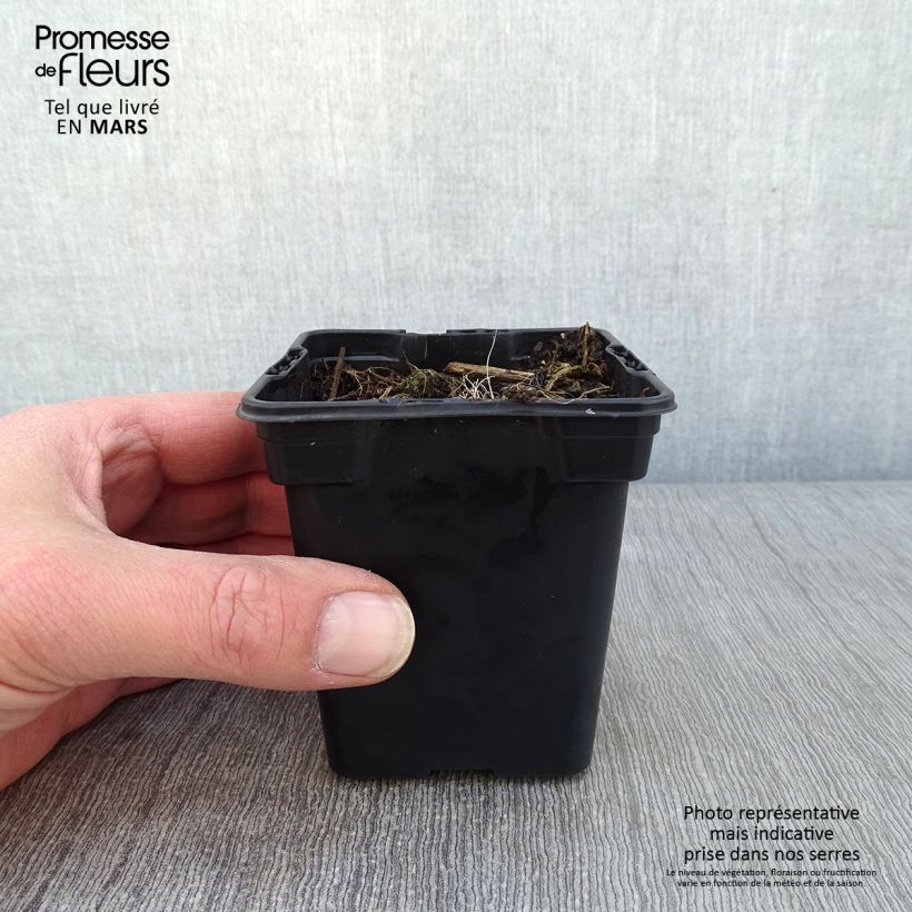 Crocosmia crocosmiflora Emily McKenzie Vasetto da 7/8 cm esemplare consegnato in inverno