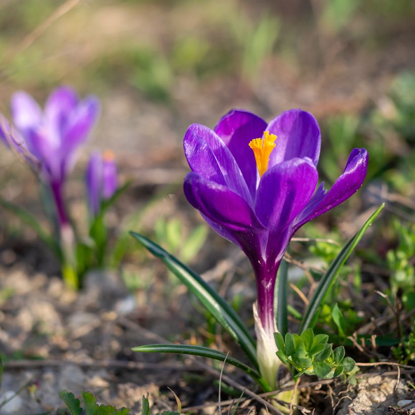 Crocus Flower Record - Croco (Porto)