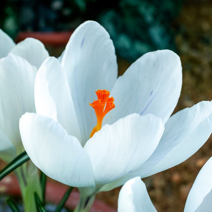 Crocus Jeanne D'Arc - Croco (Fioritura)