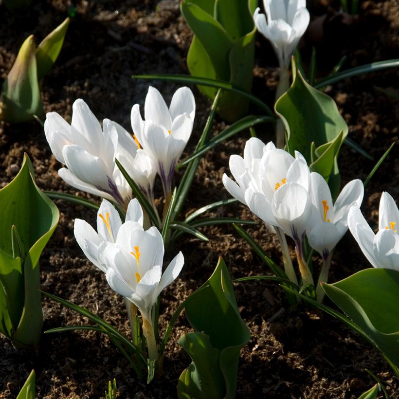 Crocus Jeanne D'Arc - Croco (Porto)