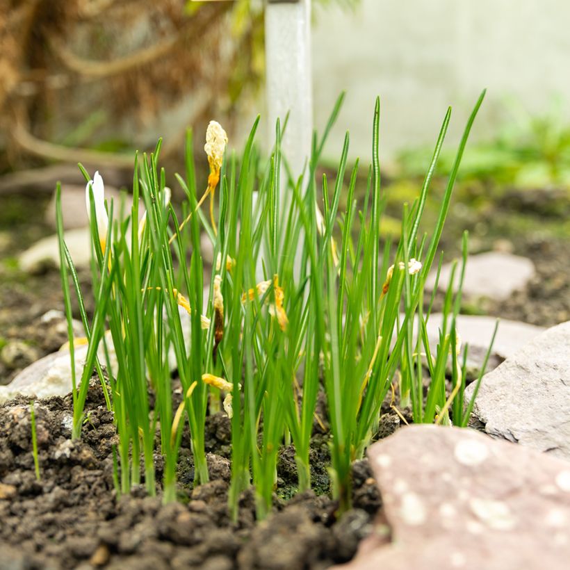 Crocus ochroleucus - Croco d'autunno (Porto)