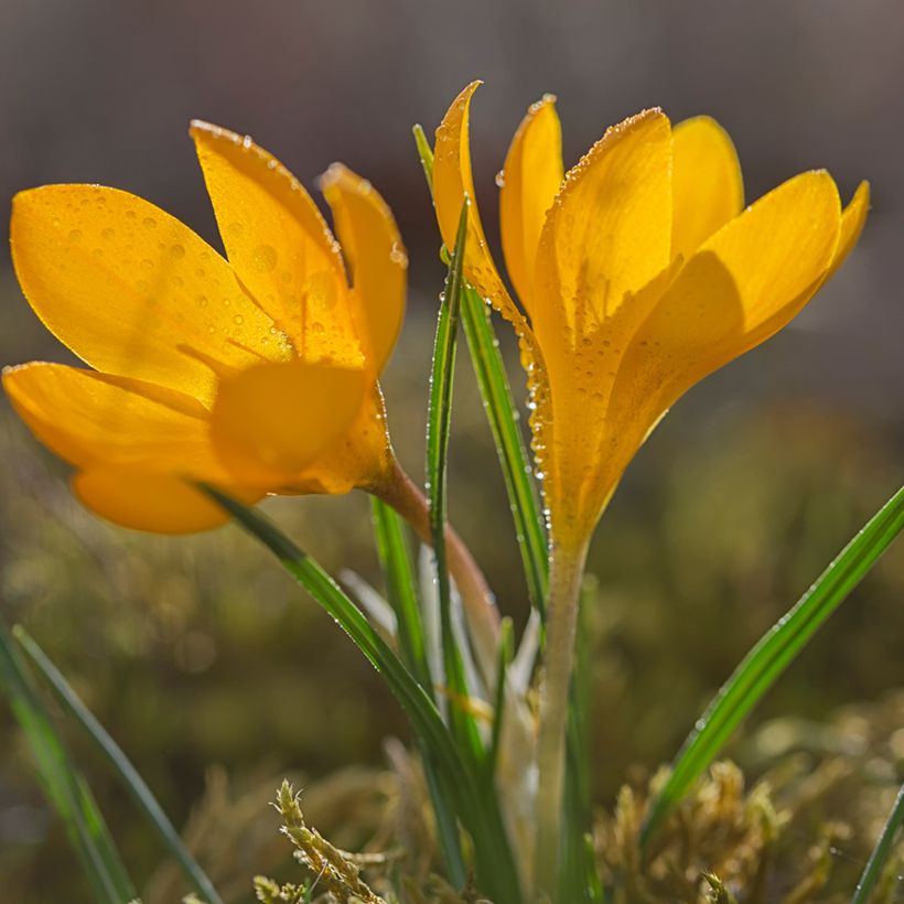Crocus olivieri subsp. olivieri (Porto)