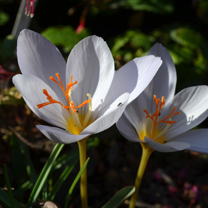 Crocus pulchellus Zephyr - Croco d'autunno (Fioritura)