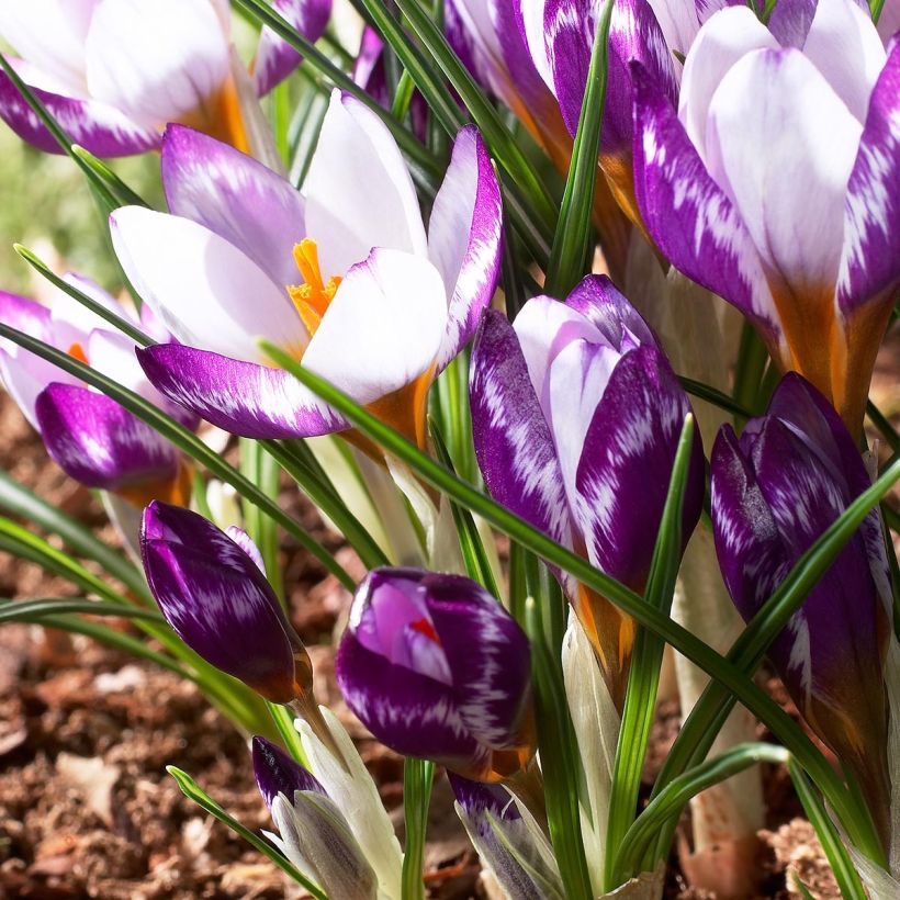 Crocus sieberi Hubert Edelstein (Fioritura)