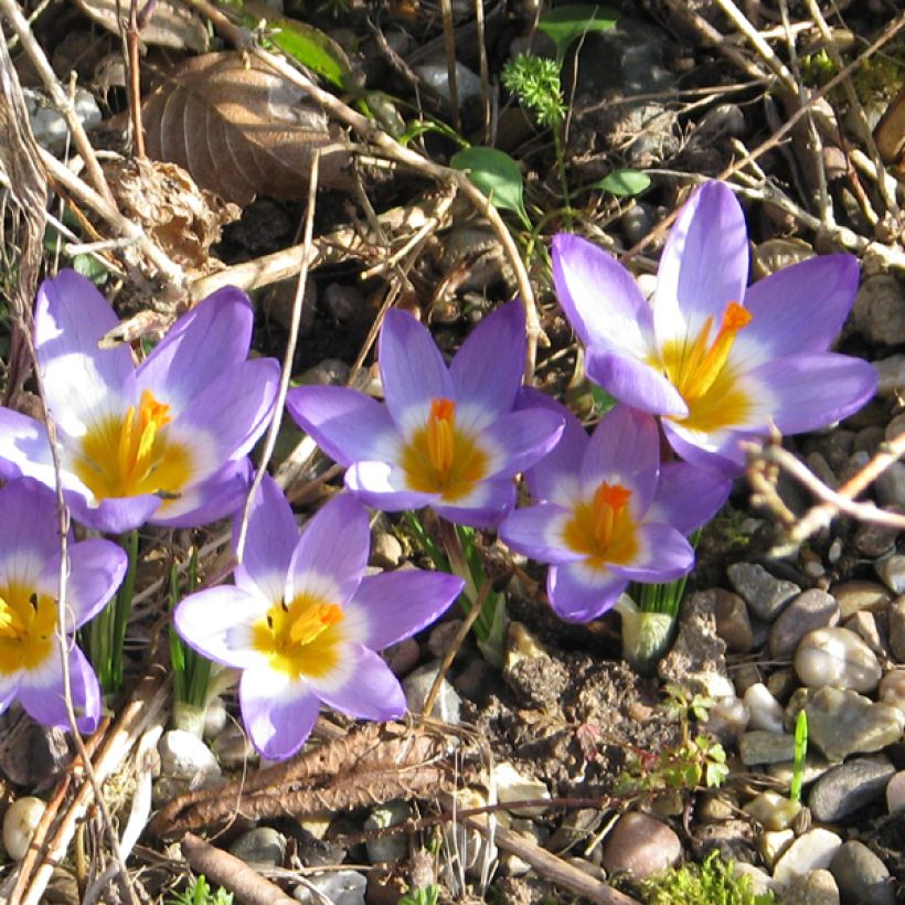 Crocus sieberi Tricolor (Fioritura)