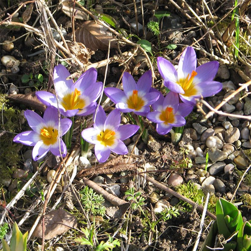 Crocus sieberi Tricolor (Porto)