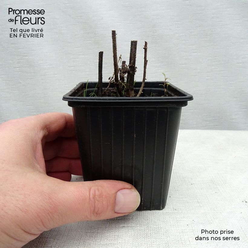 Stachys affinis Bio (in vasetto) - Tuberina Vasetto da 8/9 cm esemplare consegnato in inverno