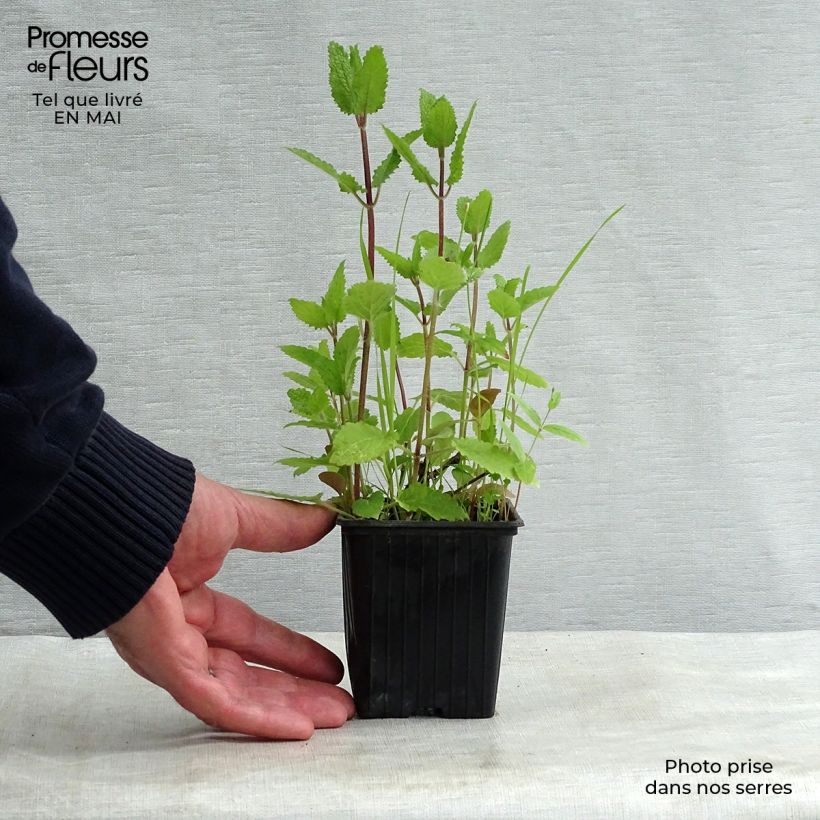 Stachys affinis Bio (in vasetto) - Tuberina Vasetto da 8/9 cm esemplare consegnato in primavera