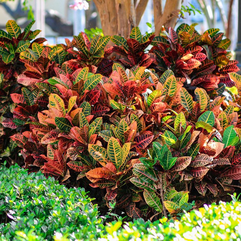 Pianta Da Interno Codiaeum Petra (Croton) – Foglie Colorate, Vaso 13 Cm, Altezza 30-40 Cm