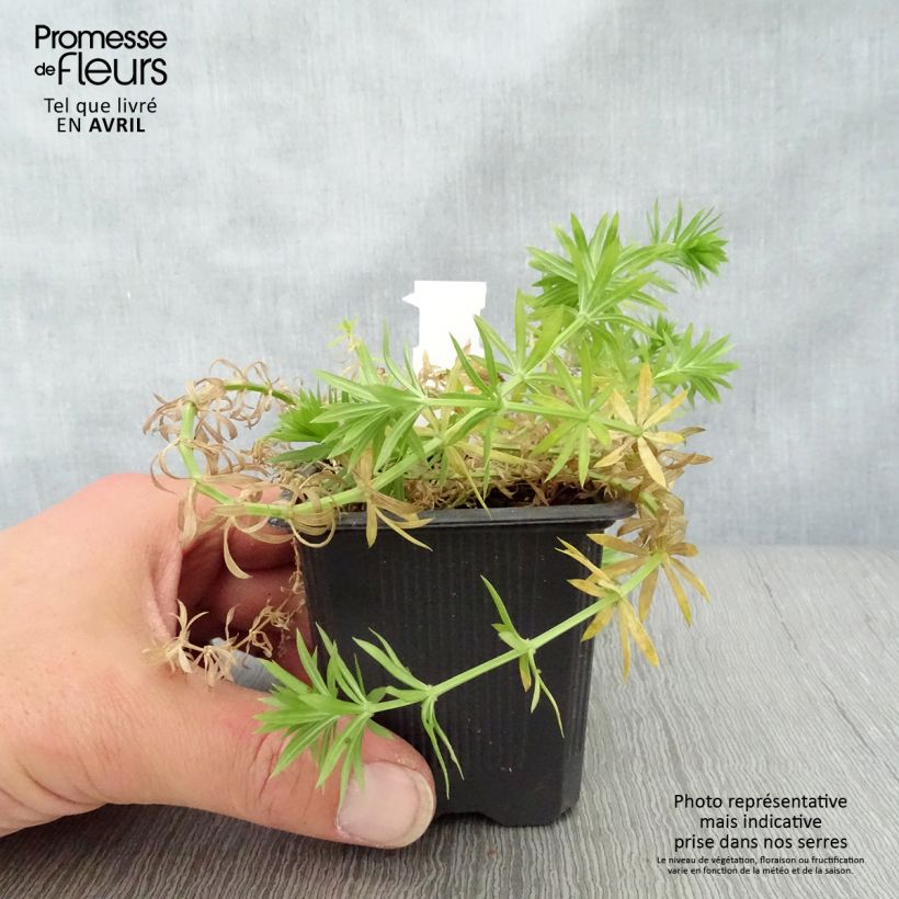 Phuopsis stylosa Vasetto da 8/9 cm esemplare consegnato in primavera