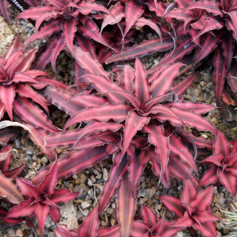 Cryptanthus Super Pink (Porto)