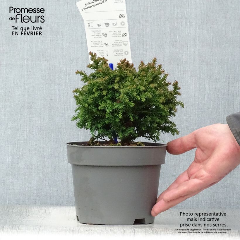 Cryptomeria japonica Compressa - Cedro del Giappone Vaso da 2L/3L esemplare consegnato in inverno